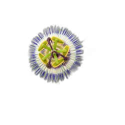 Passion Flower